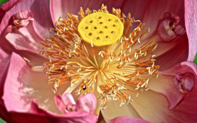 001 Inside the lotus