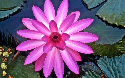 004 Water lily.