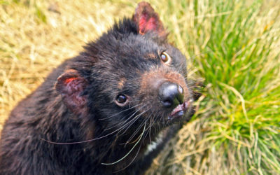 010 Tasmanian devil