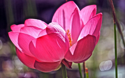 014 Blooming lotus