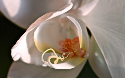 017 Inside an orchid