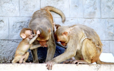 023 Family monkey business