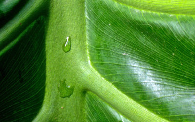 018 Monsteria leaf