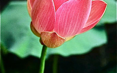022 Budding lotus