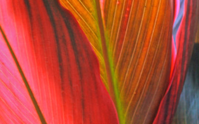 025 Red and purple leaves detail