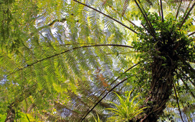 026 New Zealand tree fern