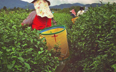 030 Harvesting Tea